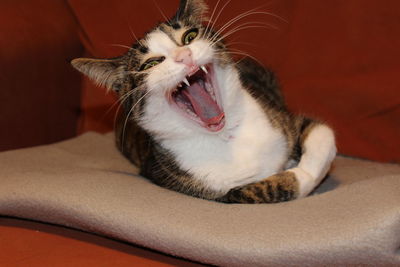 Close-up of funny cat lying on bed at home