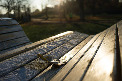 Close-up of lizard on wood