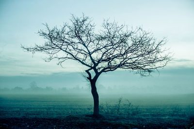 Bare tree on field during foggy weather