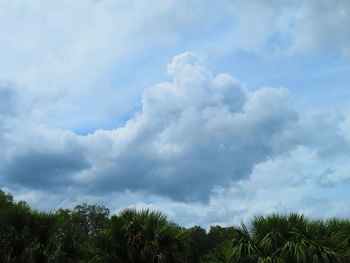 Low angle view of trees against sky