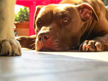 Close-up portrait of dog lying on floor