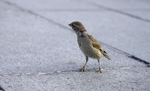 Side view of a bird on the road