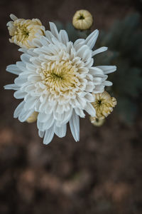 Close-up of white flowering plant