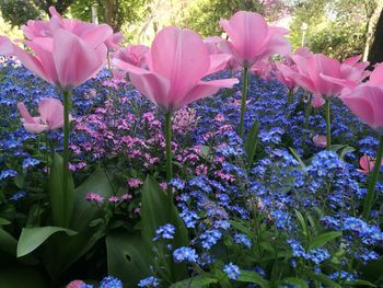 Close-up of pink flowers blooming outdoors