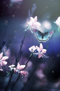 Close-up of butterfly on purple flower