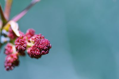 Close-up of flower growing on tree