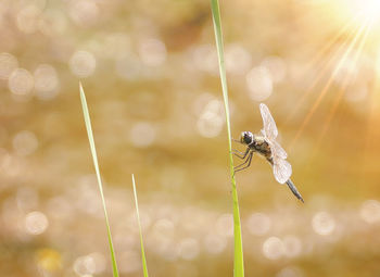 Dragonfly on blade of grass