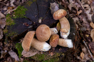 High angle view of mushrooms growing on field