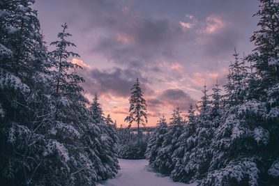 Trees against sky during sunset