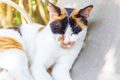 Close-up of a cat resting