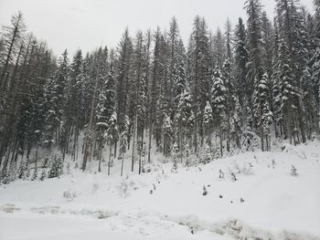 Pine trees on snow covered field during winter