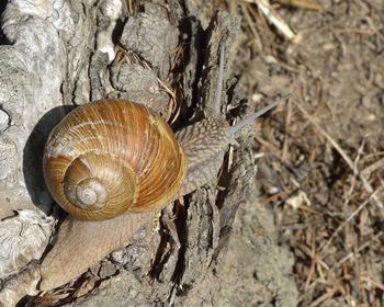 Close-up of snail on rock