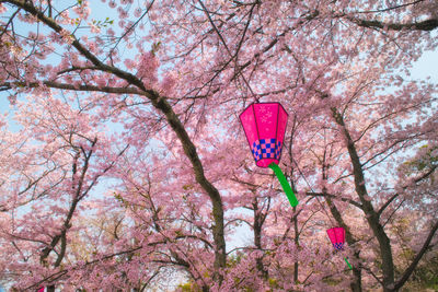 Low angle view of pink cherry blossoms in park