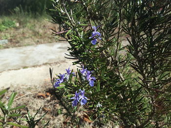 Close-up of flowers