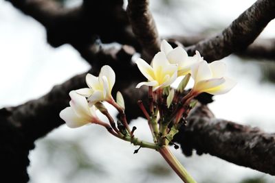 Close-up of white flowering plant