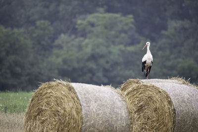 Hay bales in a field