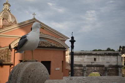 Seagull perching on a building against sky