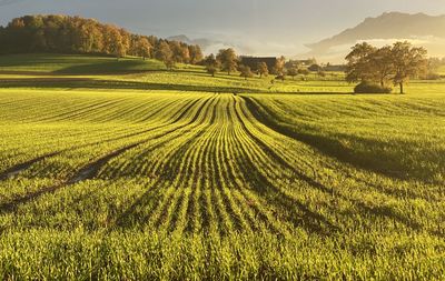 Scenic view of agricultural field against sky