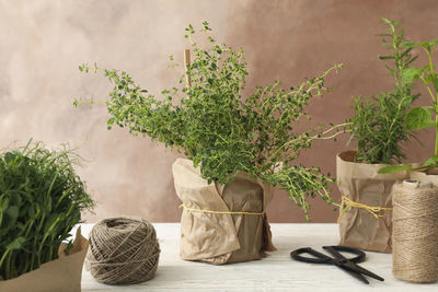 Potted plants on table against wall