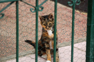 Portrait of cat by fence