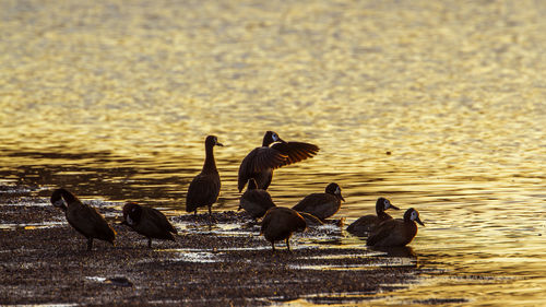 Flock of birds at lakeshore