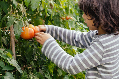 Midsection of a boy picking tomatoes