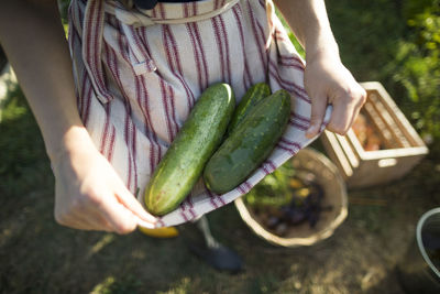 Midsection of woman holding cucumbers in textile while standing at community garden