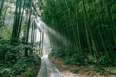 Footpath amidst trees in forest