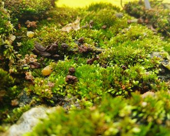 Close-up of snake on grass