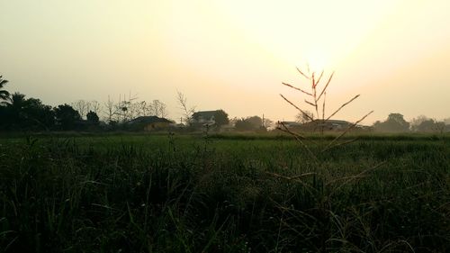 Scenic view of field against clear sky during sunset