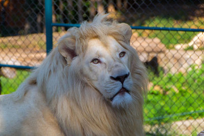 Close-up portrait of a lion in zoo