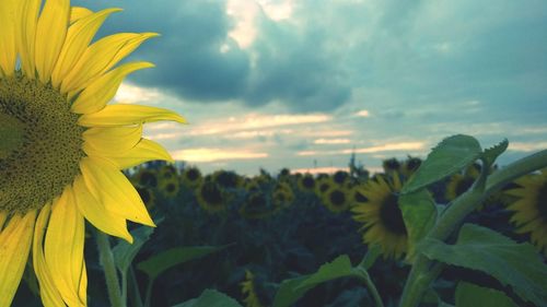 Close-up of sunflower against sky