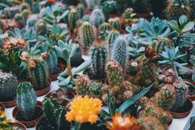 High angle view of succulent plants in pot