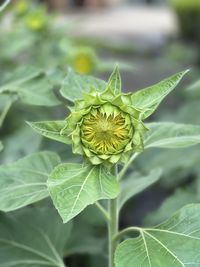 Close-up of green leaf on plant