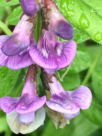 Close-up of purple flowers blooming