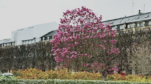 Flowers on built structure against sky