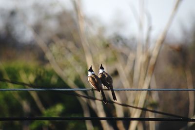 Close-up of bird perching on leaf