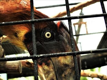 Close-up of owl in cage