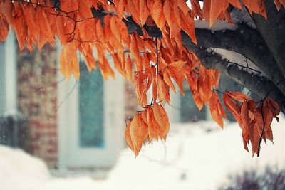 Close-up of maple tree during autumn