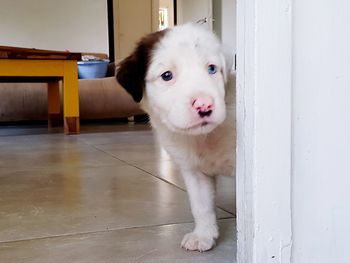 Portrait of dog sitting on floor at home