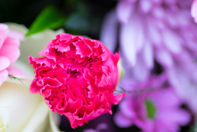 Close-up of pink flowers blooming outdoors