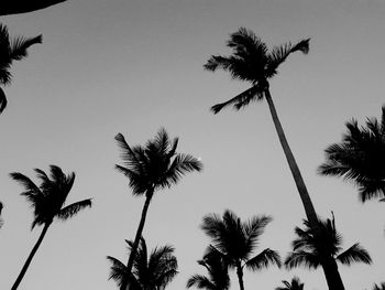 Low angle view of palm trees against clear sky