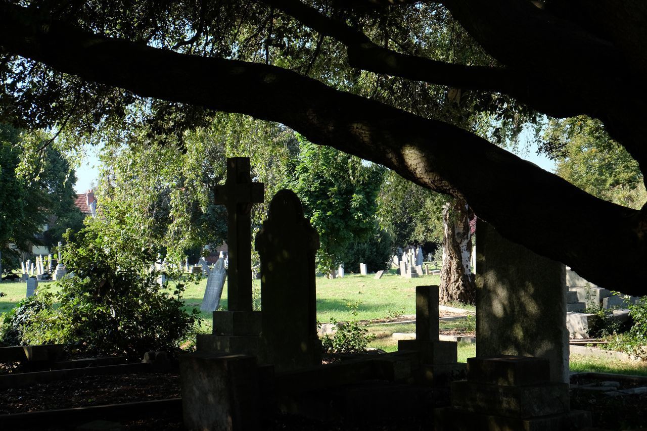 VIEW OF A TREE IN THE CEMETERY