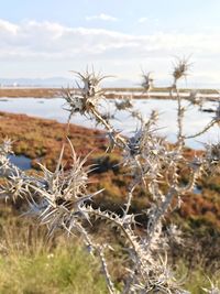 Close-up of dry plants on field against sky