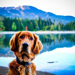 Dog in a lake