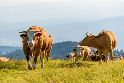 Herd of cows on field