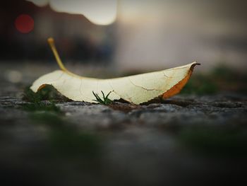 Close-up of leaf