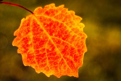 Close-up of autumnal leaf against blurred background