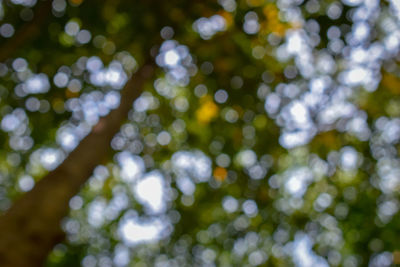 Defocused image of tree