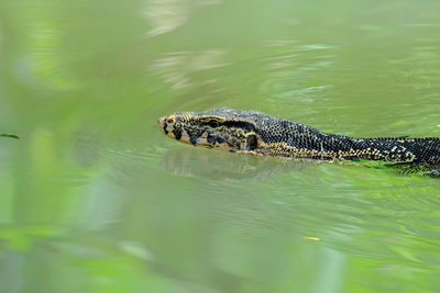 View of turtle in swimming pool